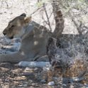 NAM OSHI Etosha 2016NOV27 097 : 2016, 2016 - African Adventures, Africa, Date, Etosha National Park, Month, Namibia, November, Oshikoto, Places, Southern, Trips, Year